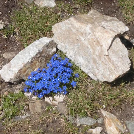 Hotel Rifugio Garibaldi Passo dello Stelvio